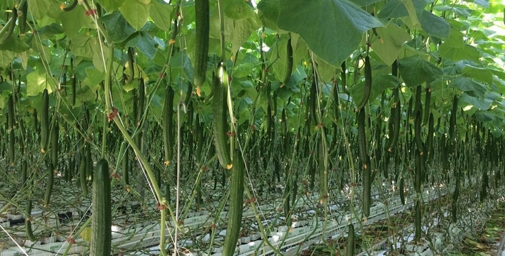 20 Years high wire cucumbers