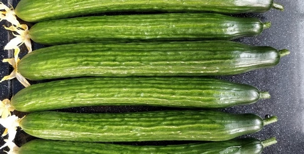 Greenhouse Cucumber Production