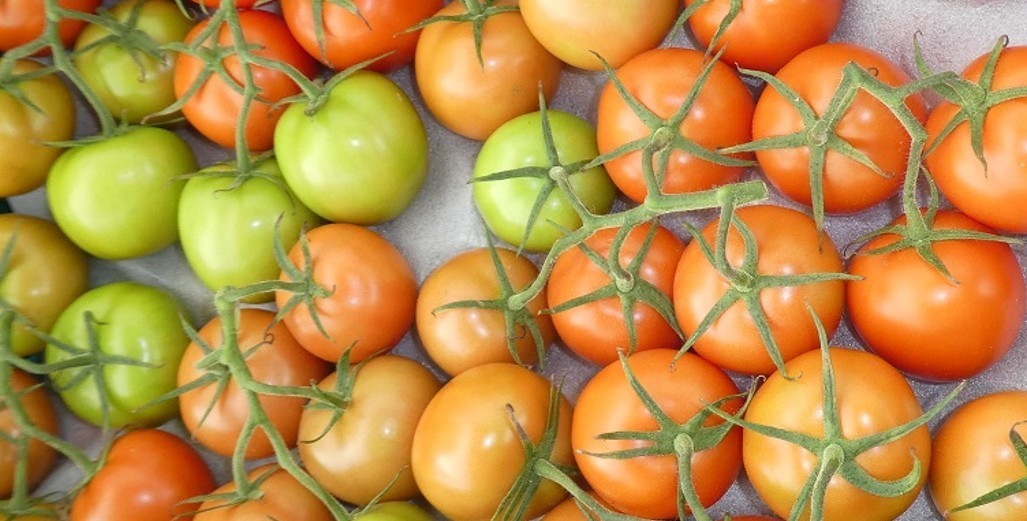 Tomato prices retail at 8 cents a kg