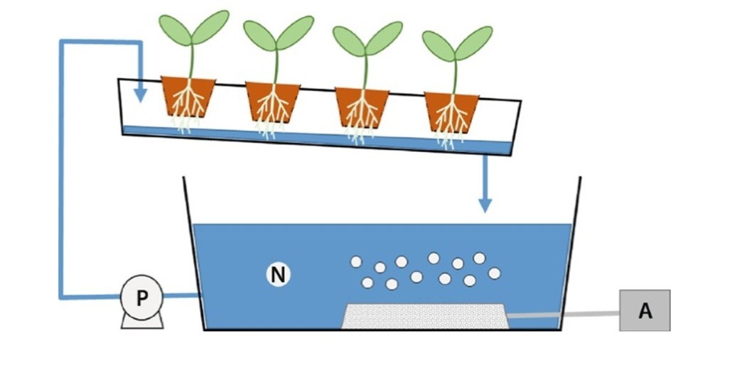 Future-Proof Lettuce Cultivation