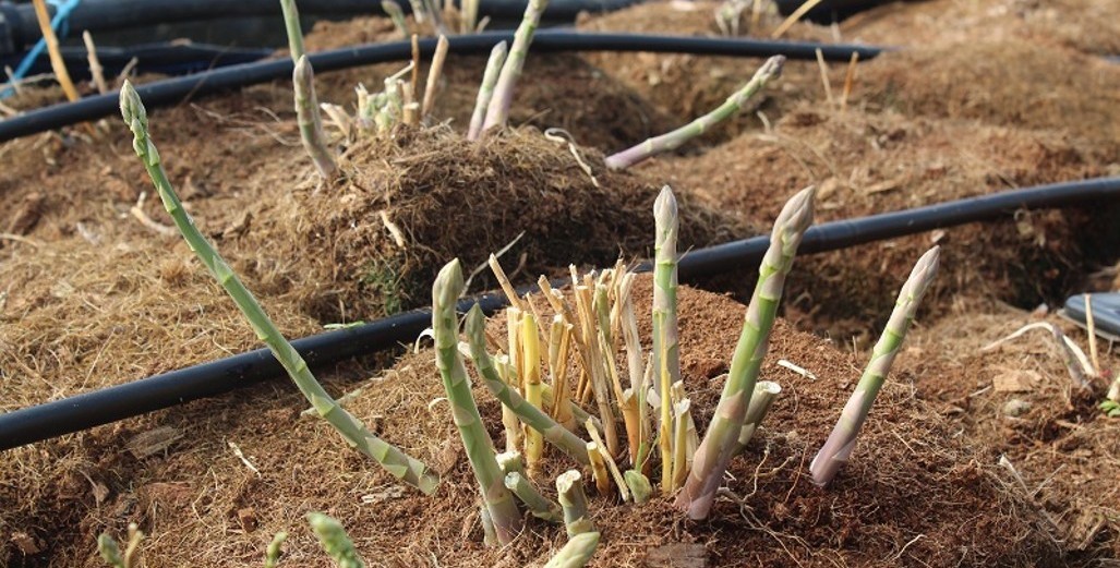 Year-round asparagus production