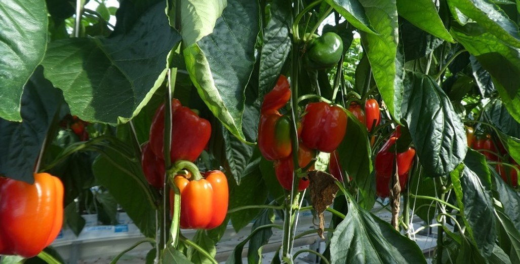 Capsicums are in high demand