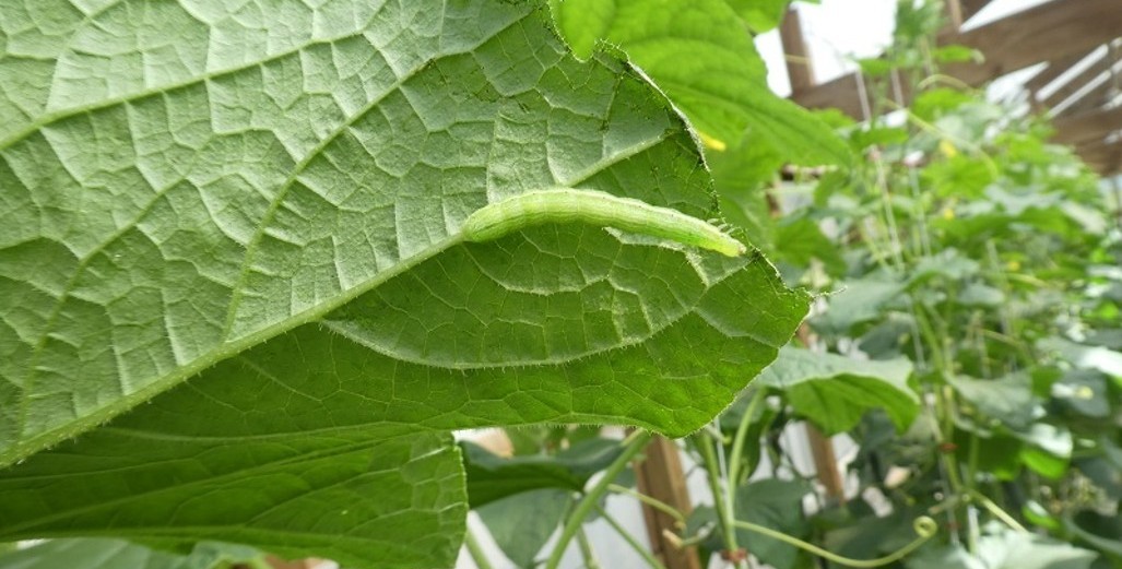 Cabbage White Butterfly (Caterpillars)