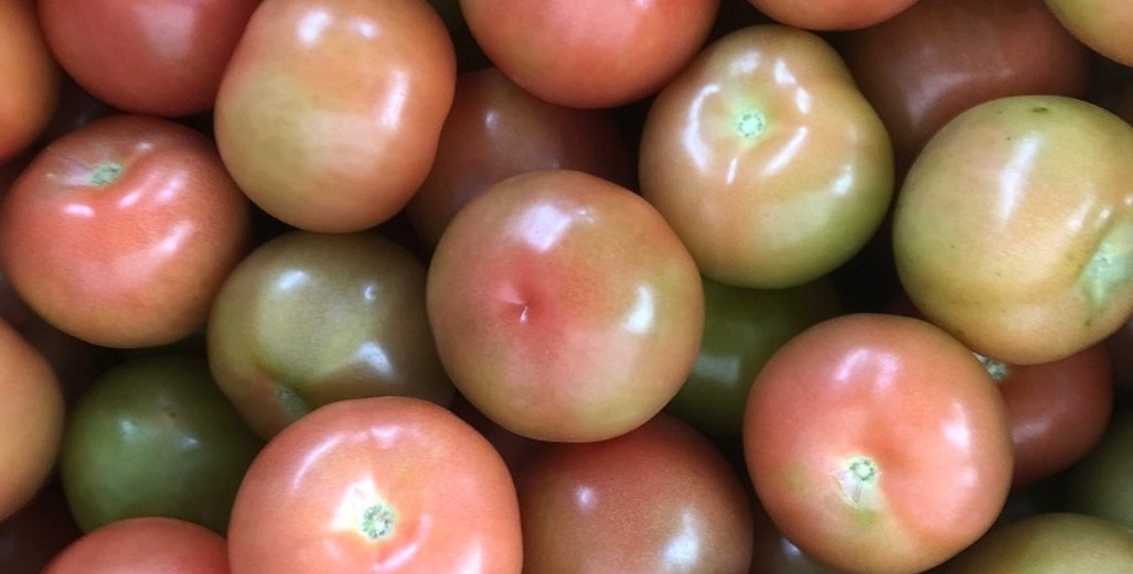 Tomato Prices Surge