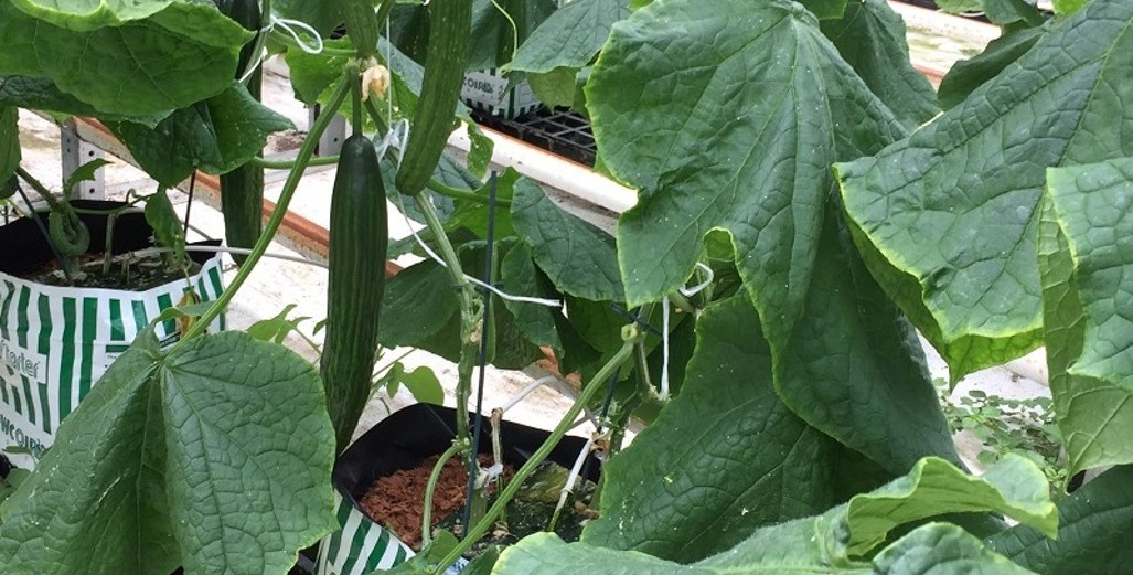 Grafted Cucumbers faster to harvest