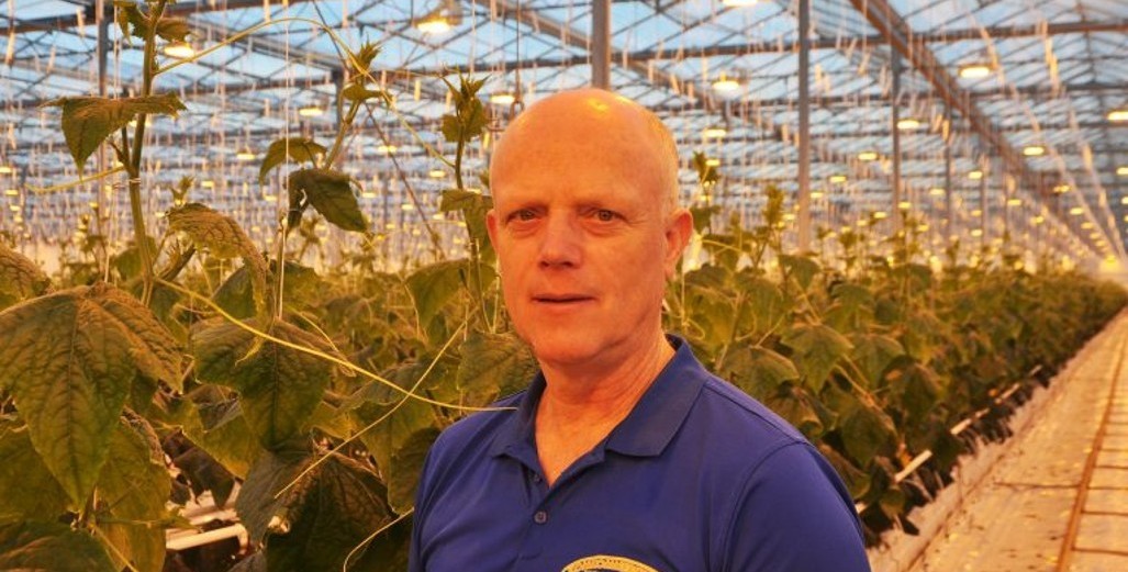 Discovery by Jack Crienen Boosts High-Wire Cultivation of Cucumbers