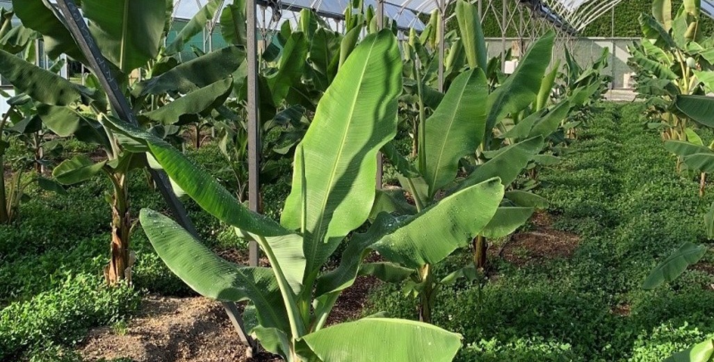 Kotare Farm Banana & Subtropicals Nursery 2021