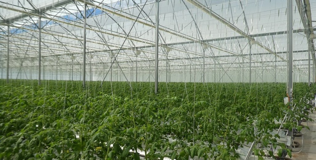 Jongwe Greenhouses New Installation