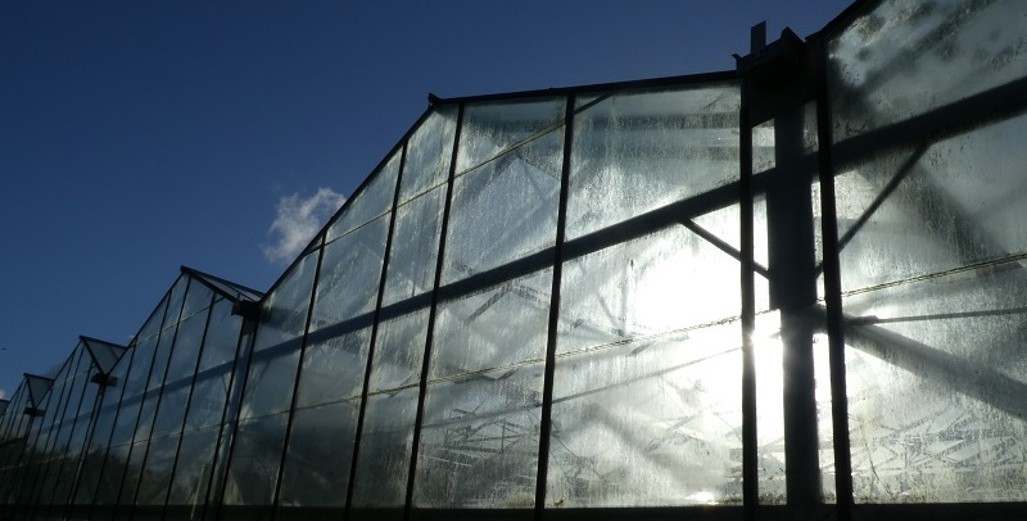 Next-Generation Biocontrol of Glasshouse Pests