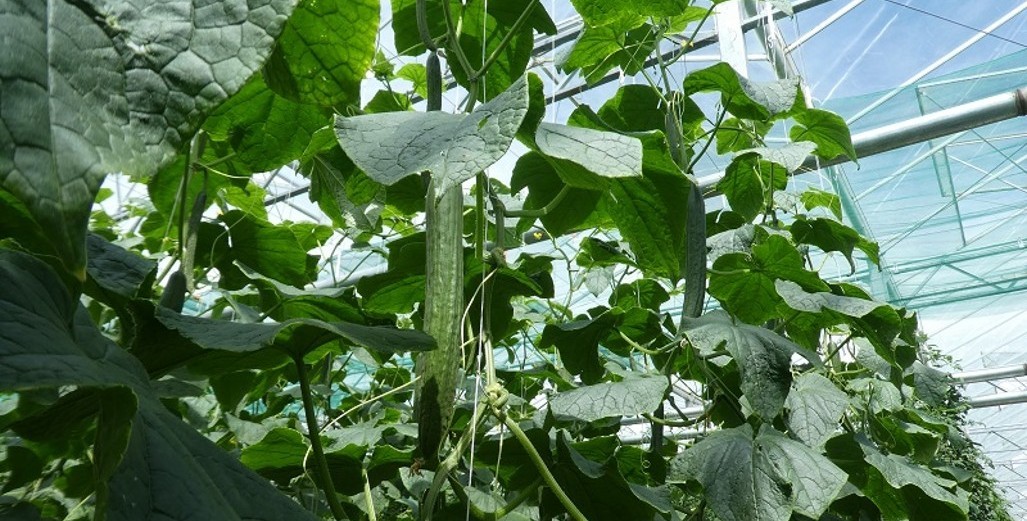 A Swedish view on high-wire winter cucumber production