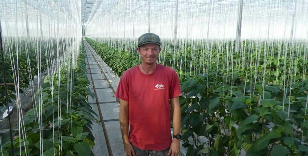 BEST of 2021 – Grafted Capsicums gaining in popularity