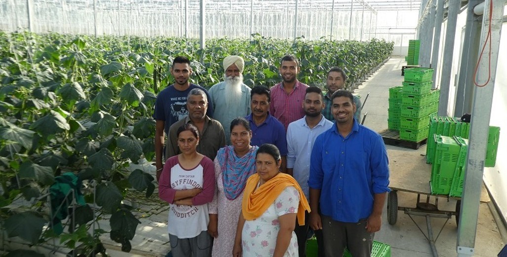 Raj Sharma, 4.2 Million Cucumbers and Growing