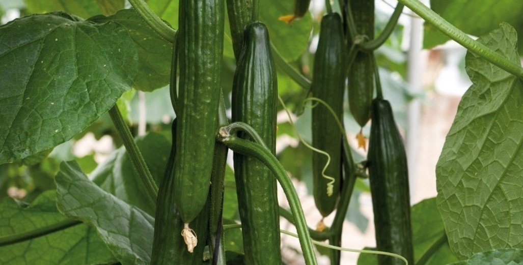 What direction will cucumber cultivation take in the Netherlands (and NZ)?