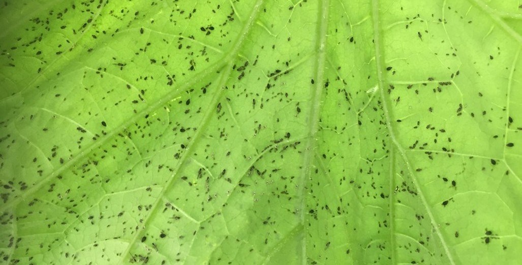 Aphids kick off insect season!!