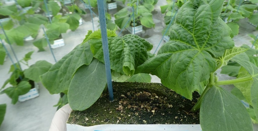 Gellert Nursery Stop Growing Cucumbers