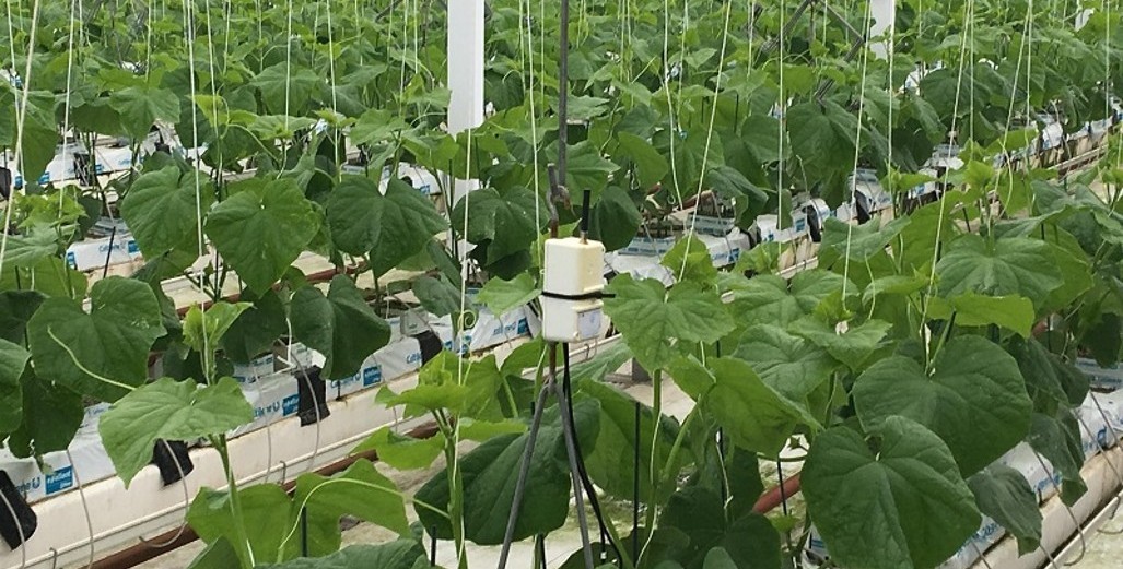 BumperCrop Brings Affordability to Precision Growing