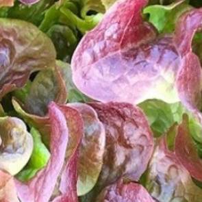Lefroy Valley offers a wide range of leafy greens and reds!