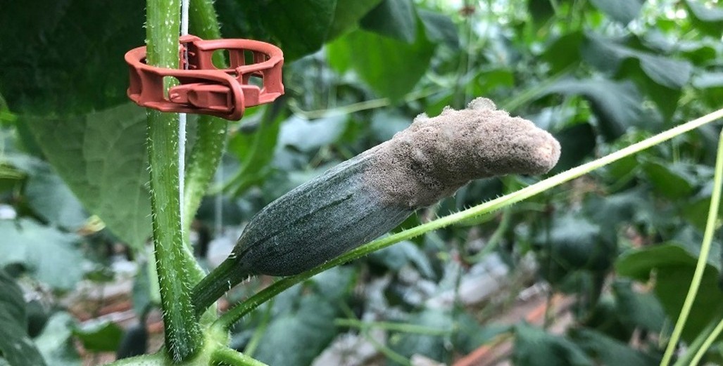 Cucumbers – Didymella on the rise
