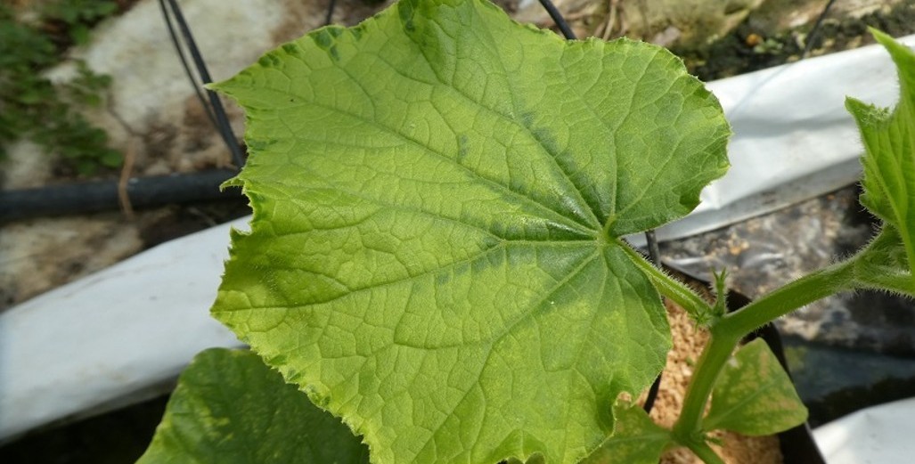 Cucumber leaf phytotoxic reaction