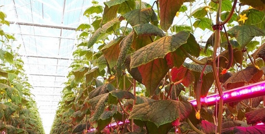 Marcel Huibers about 20 years high wire cucumbers
