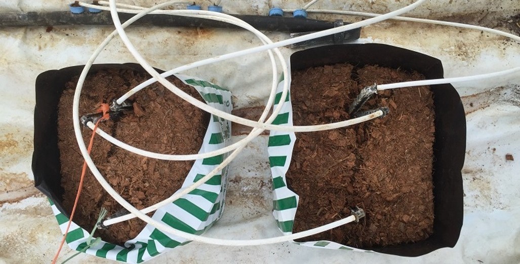 Planting Stonewool Propagation Blocks on Coco