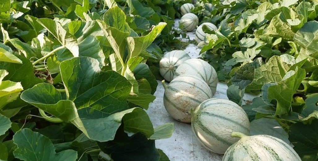 Melons in Greenhouses 2021