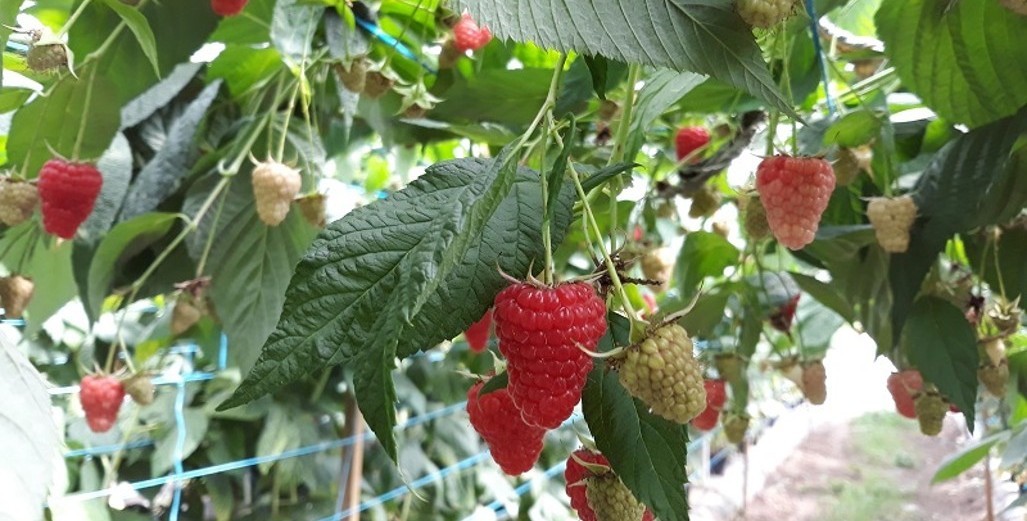 Greenhouse Berry Grower Workshop