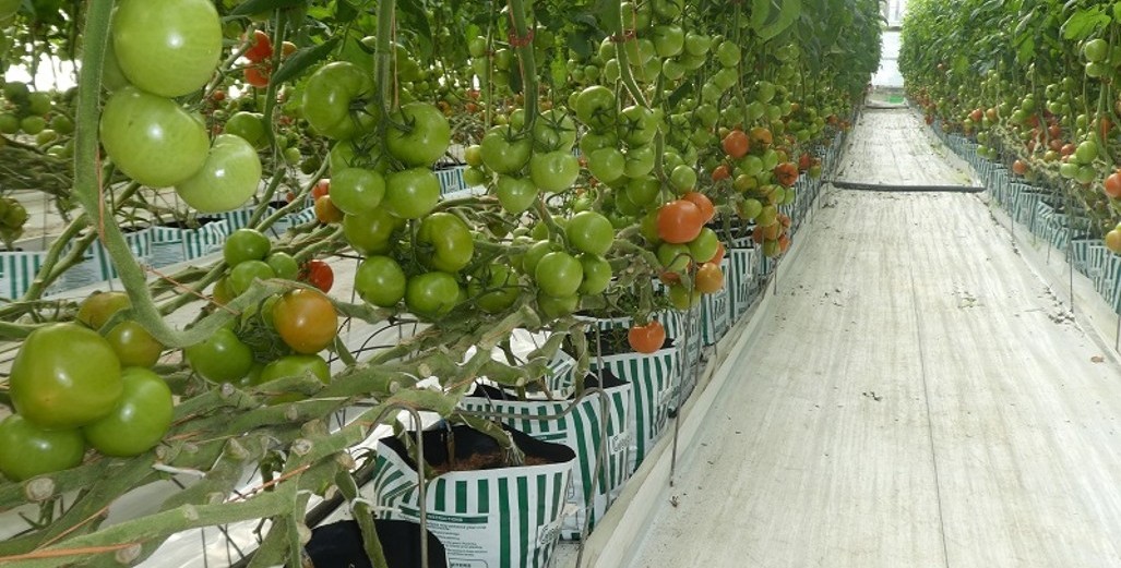 Tomato prices low