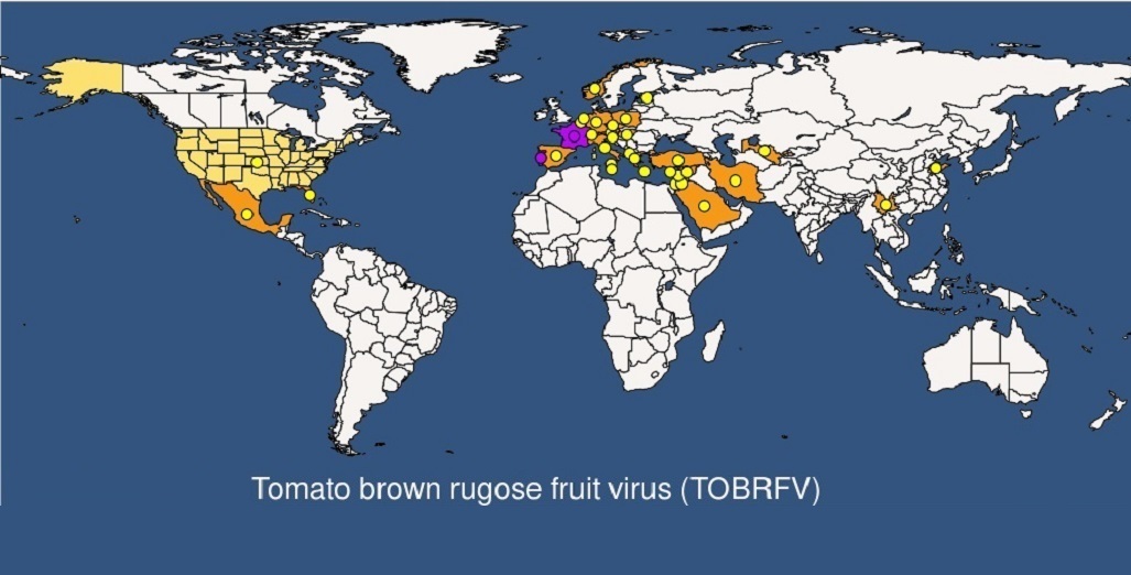 Hygiene reiterated as important in restricting ToBRFV