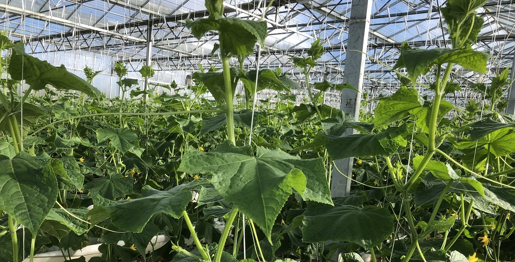 Growing cucumbers efficiently under LED