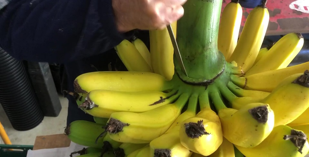 De-hand a bunch of Bananas