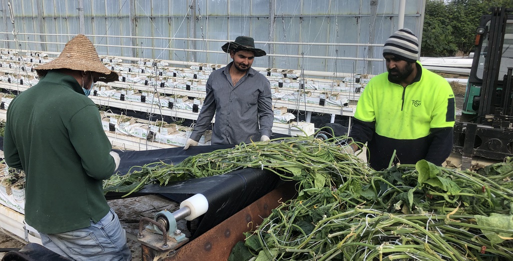 Local Growers Build Their Own Crop-Removal Equipment