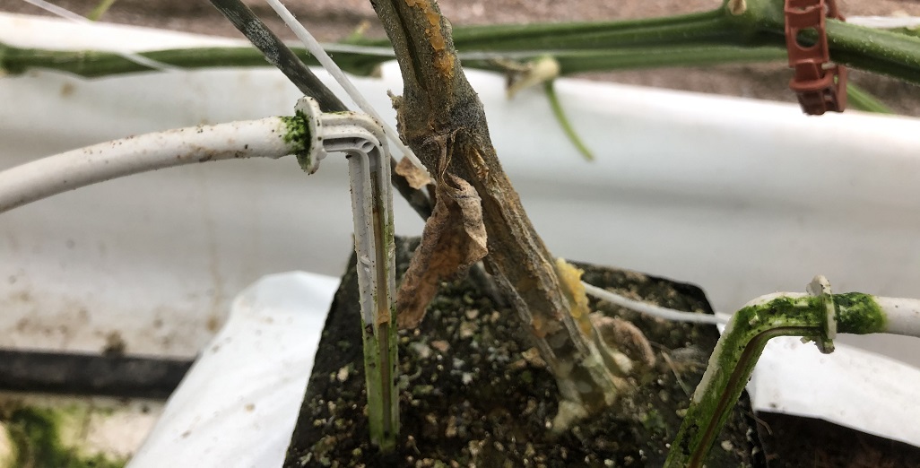 Pythium and Didymella causing you issues?