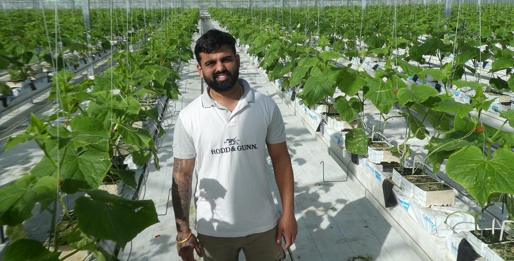 BEST OF 2022 – In eight years, Ranjit Singh has become one of New Zealand’s largest telegraph cucumber growers