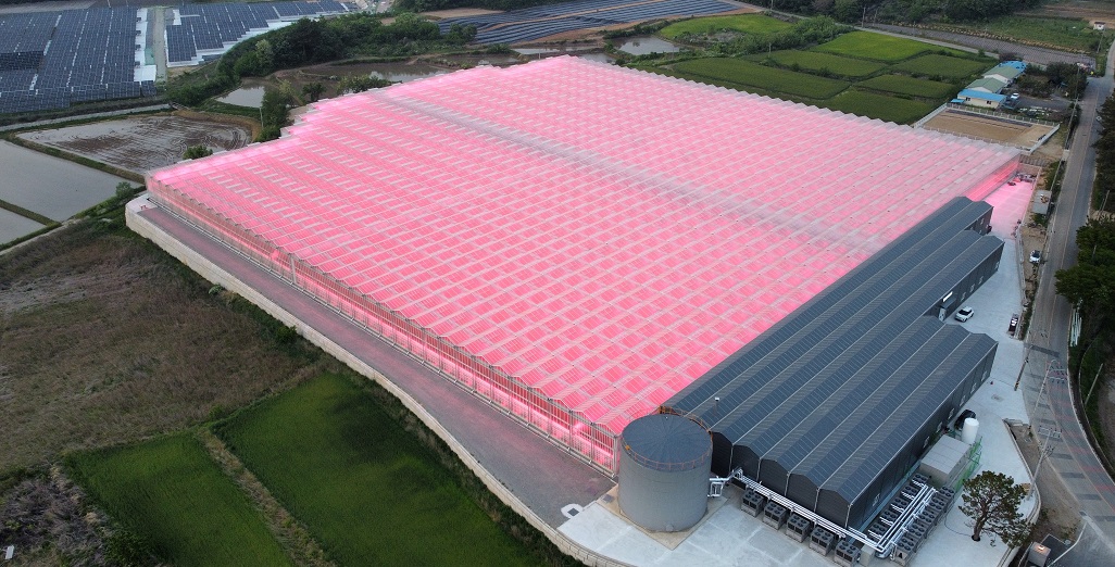 Signify Korea installs Philips LED horticulture grow lights in a 2.8 ha tomato greenhouse