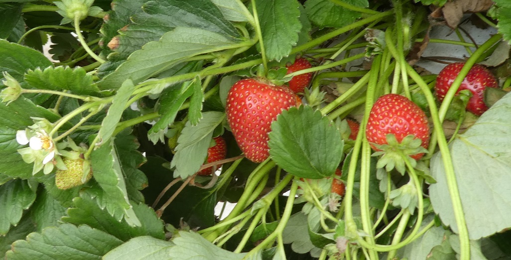 Strawberry Harvesting Co-Robots in the Headlines