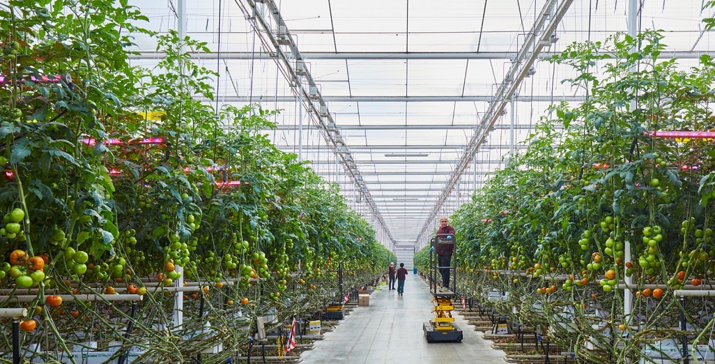 Tomato grower Redgrow from Belgium expands with Philips GreenPower LED toplighting