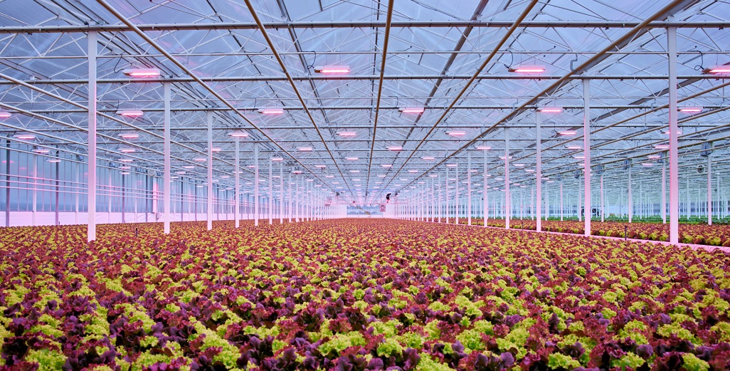 The addition of the far-red LED modules enables the lettuce leaves to stretch more