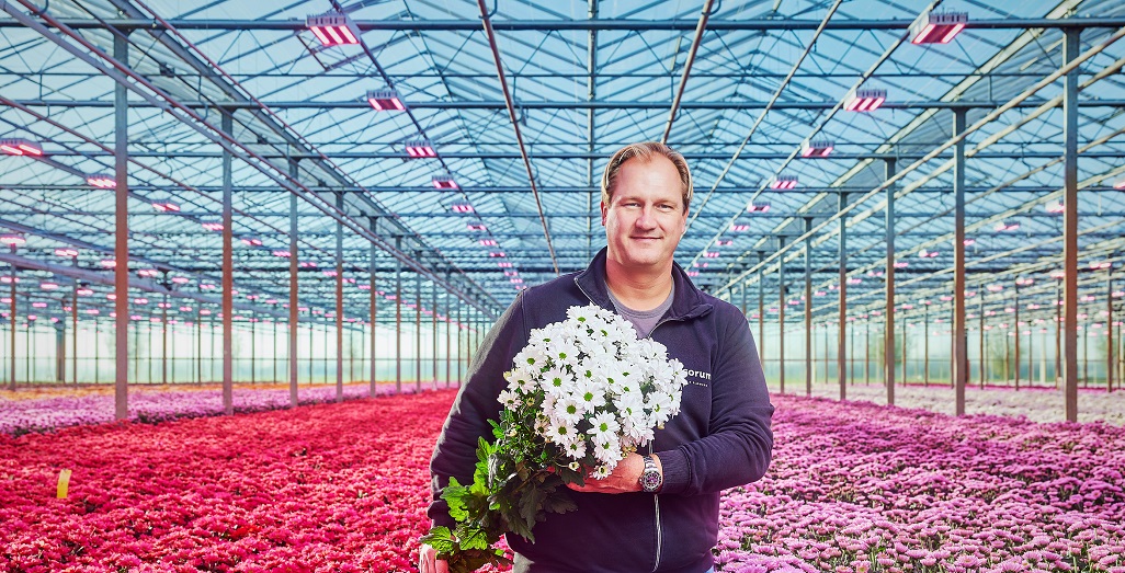 Signify introduces grow light with adjustable far-red, helping chrysanthemum grower Van Wordragen achieve better stem elongation