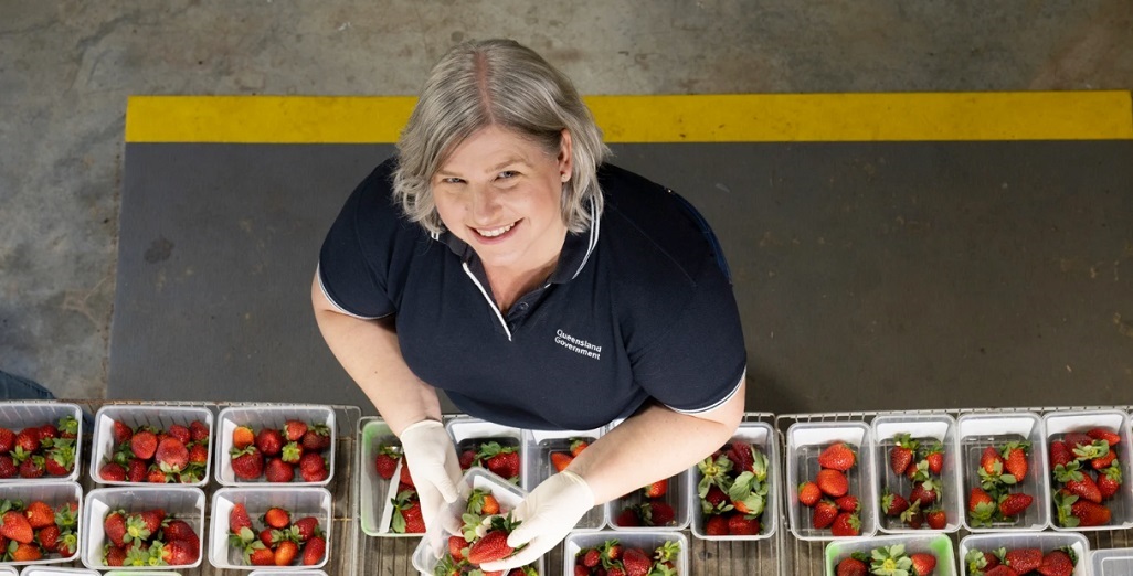 Australian development corporation Hort Innovation helping advance strawberry varieties to match automation potential