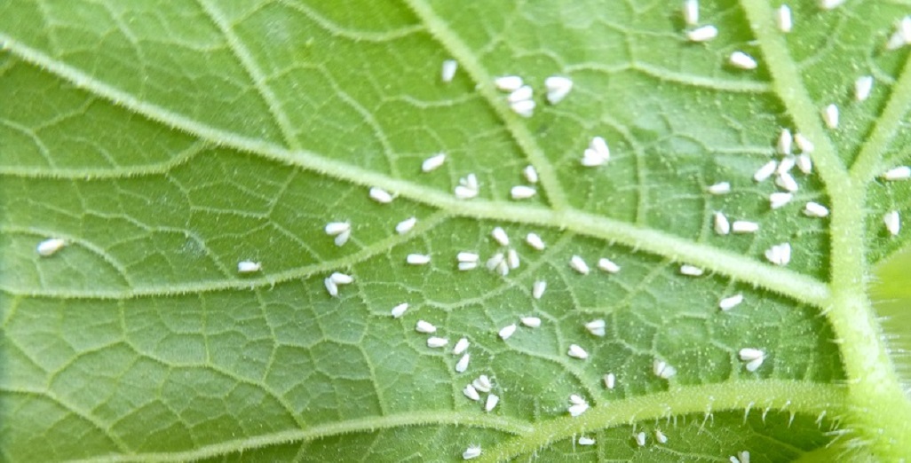 Whitefly is still the number one insect issue for tomato and cucumber growers