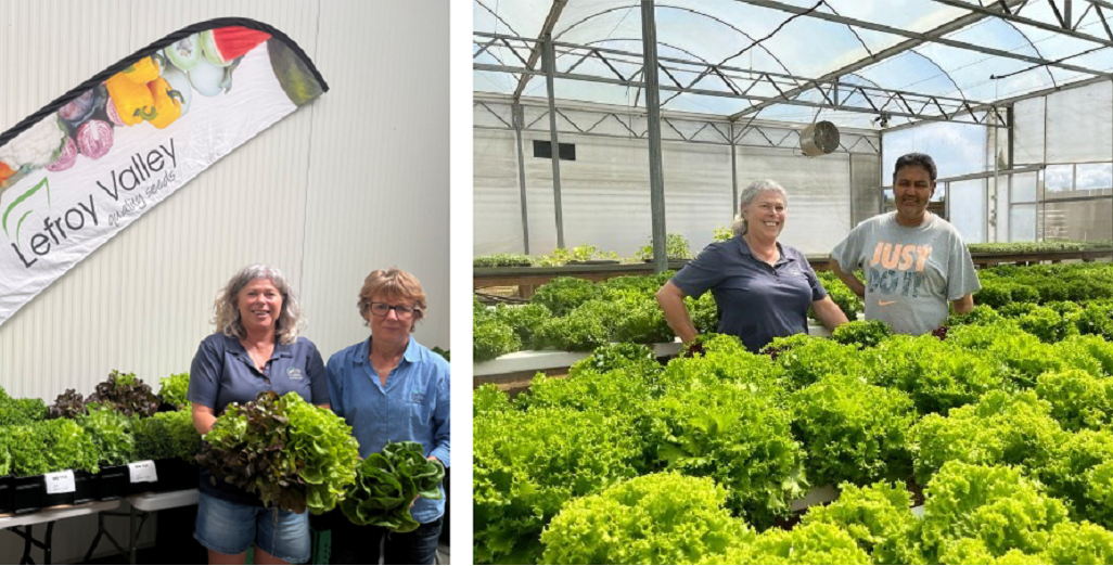 Lefroy Valley held their first Hydroponic Lettuce Field day in March