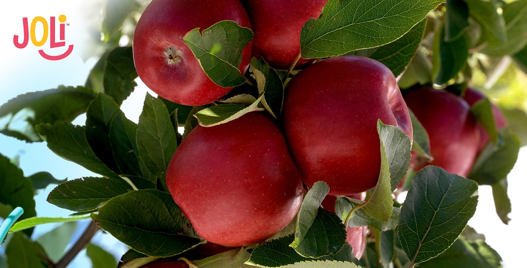 T&G launches new global premium apple variety