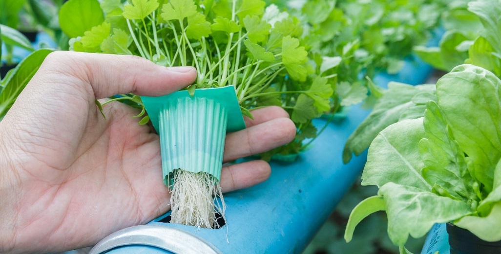 Advancing Green Sanitation in Horticulture through On-Site Hydrogen Peroxide Production