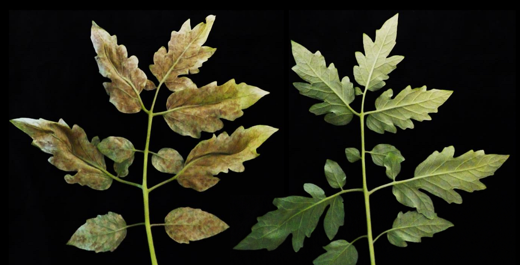 F. fulva have now evolved worldwide to overcome both the Cf-9C and Cf-9B resistance genes