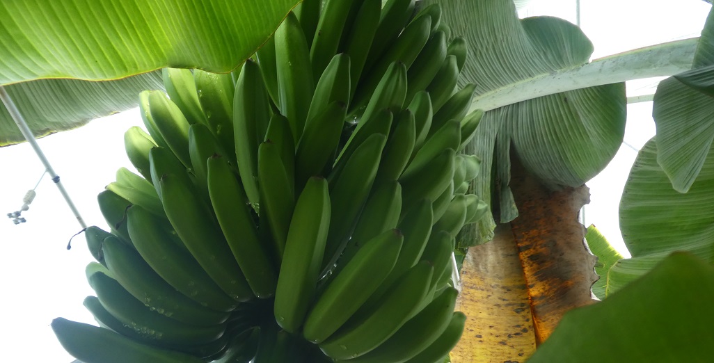 Getting subtropical fruit to the supermarket