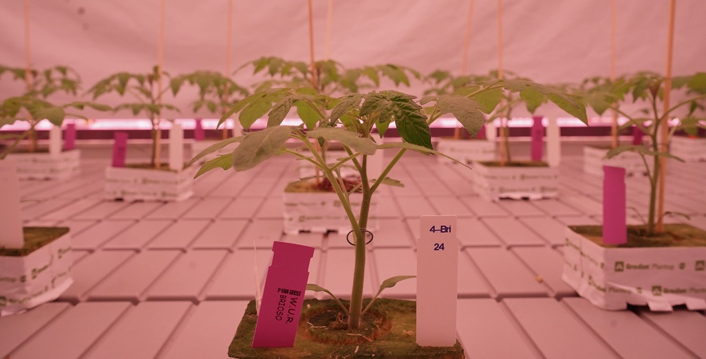 Research into energy- and cost-effective lighting strategies for horticultural crops to continue.