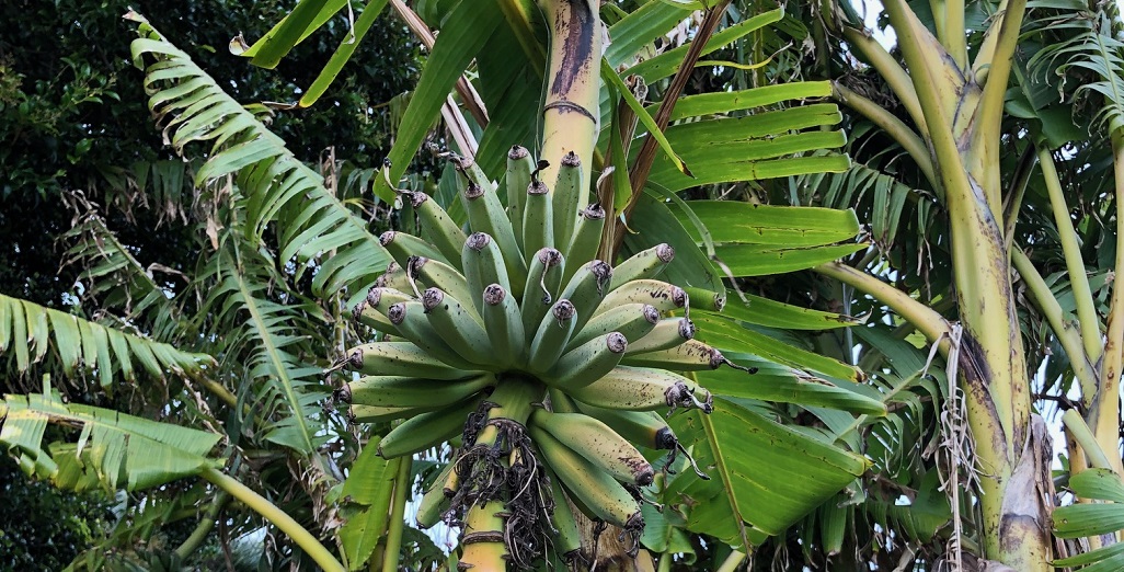 From Northland to Whakatane – I keep seeing more and more home gardens with banana crops.