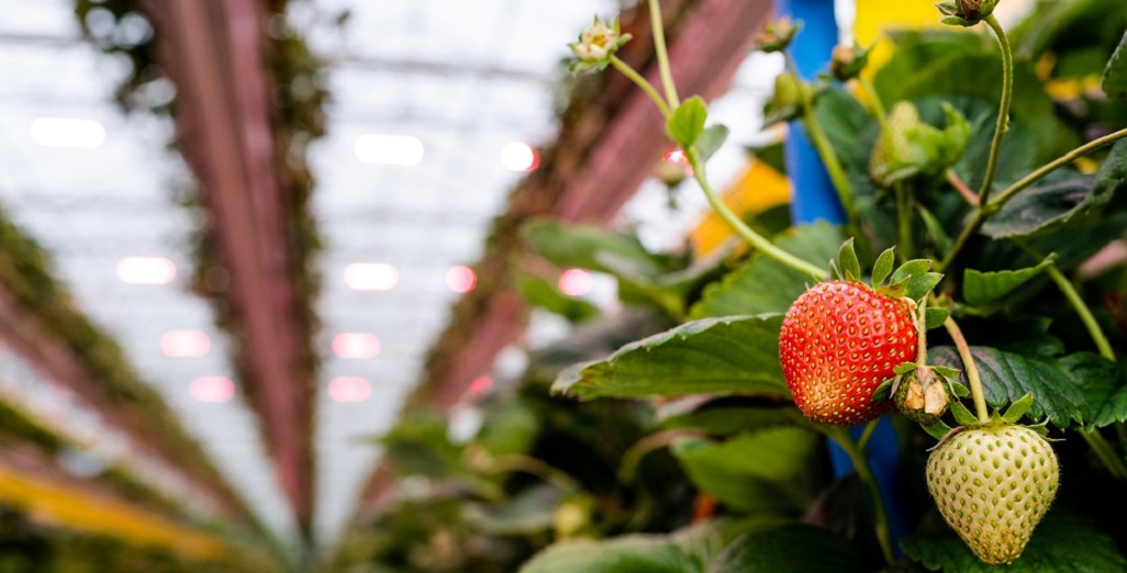 Sunterra Greenhouses partners with Philips LED lighting team to maximize year-round tomato and strawberry production with horticulture LED lighting