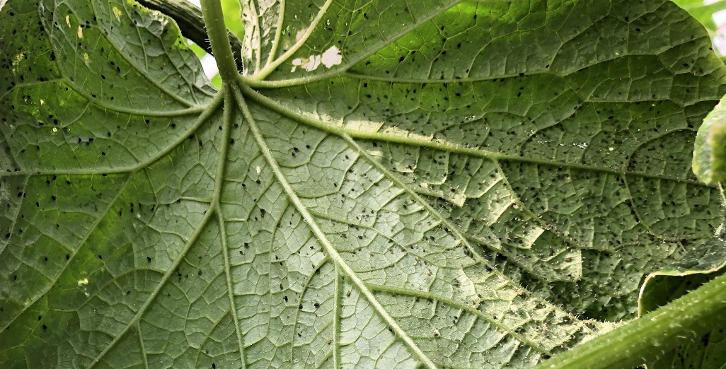 Aphid infestation on cucumber crops